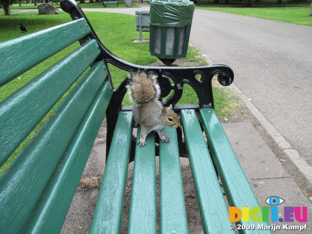 SX06607Grey Squirrel (Sciurus carolinensis) on park bench